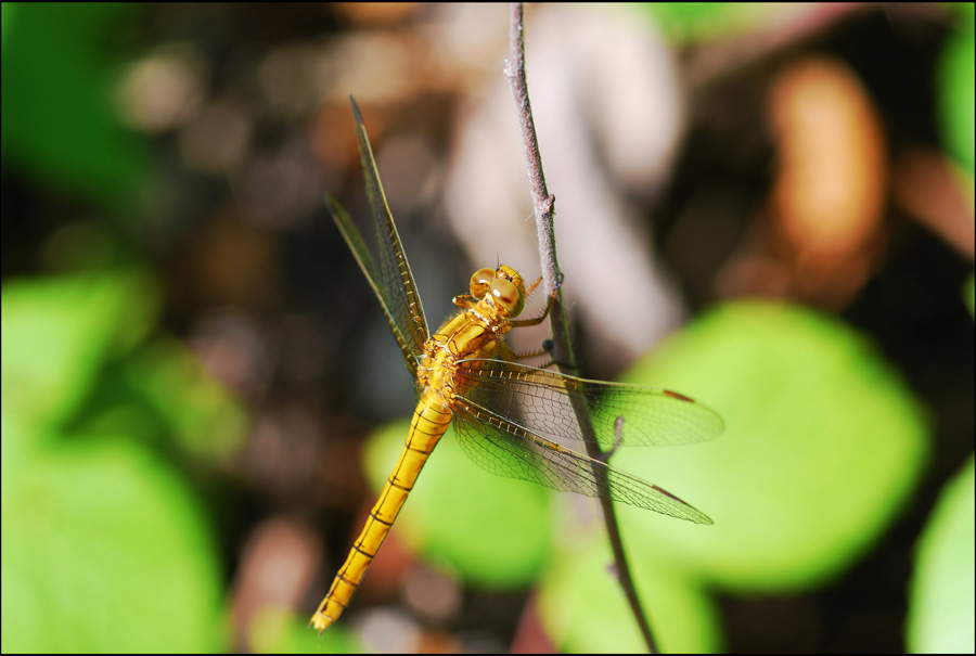 libellula da ident 2